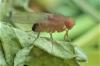 Drosophila immigrans